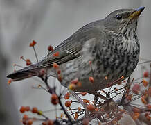 Black-throated Thrush