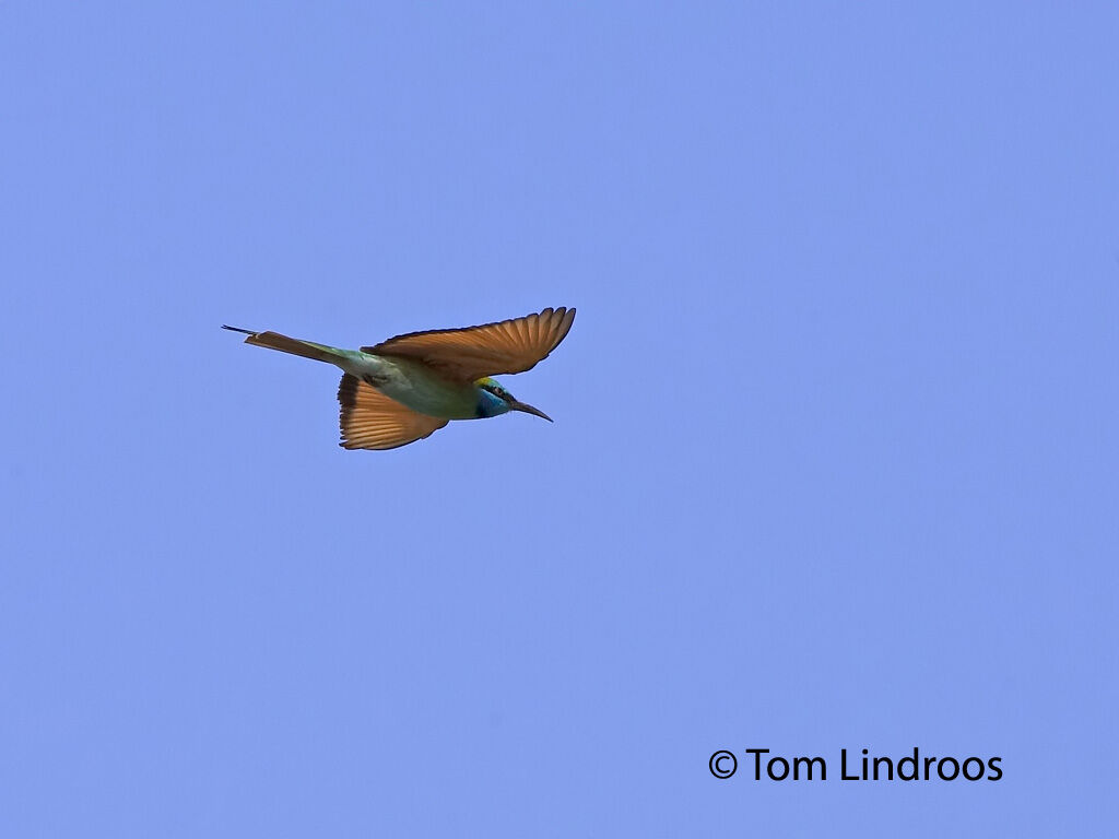 Green Bee-eater