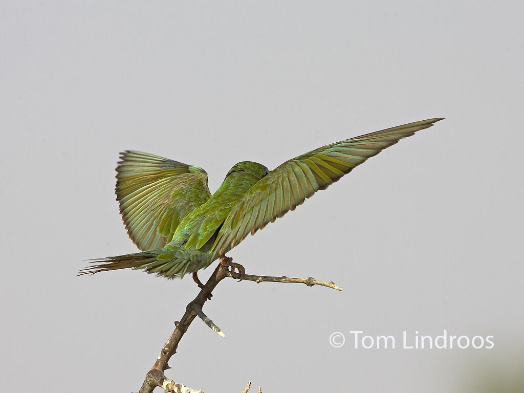 Blue-cheeked Bee-eater