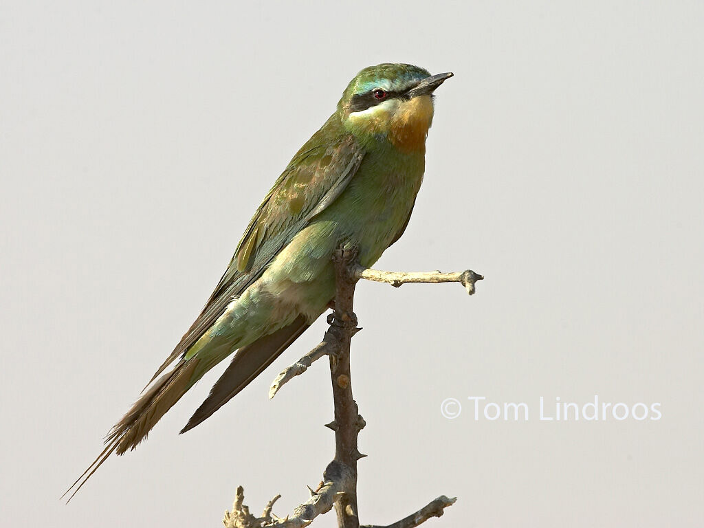 Blue-cheeked Bee-eater