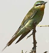 Blue-cheeked Bee-eater