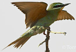 Blue-cheeked Bee-eater