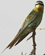 Blue-cheeked Bee-eater