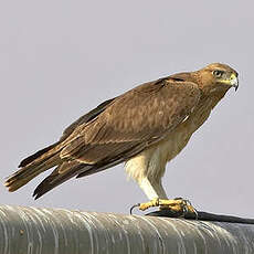 Aigle de Bonelli