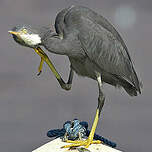 Aigrette des récifs