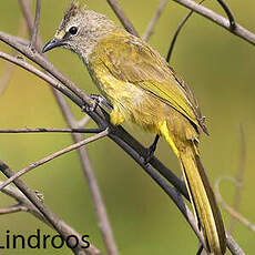 Bulbul flavescent