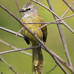 Bulbul flavescent