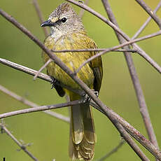 Bulbul flavescent