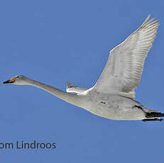 Cygne chanteur