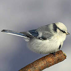 Mésange azurée