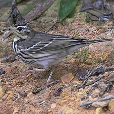 Pipit à dos olive