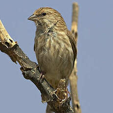 Serin du Yémen