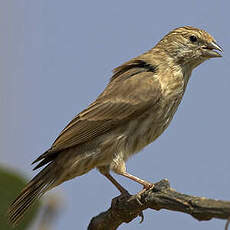 Serin du Yémen