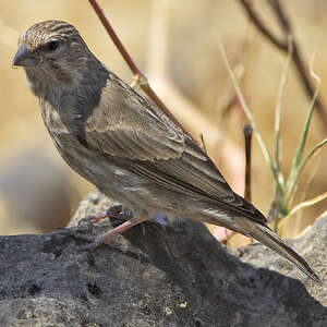 Serin du Yémen