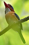 Banded Kingfisher