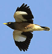 Common Myna