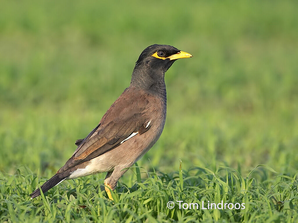 Common Myna