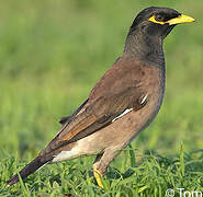 Common Myna