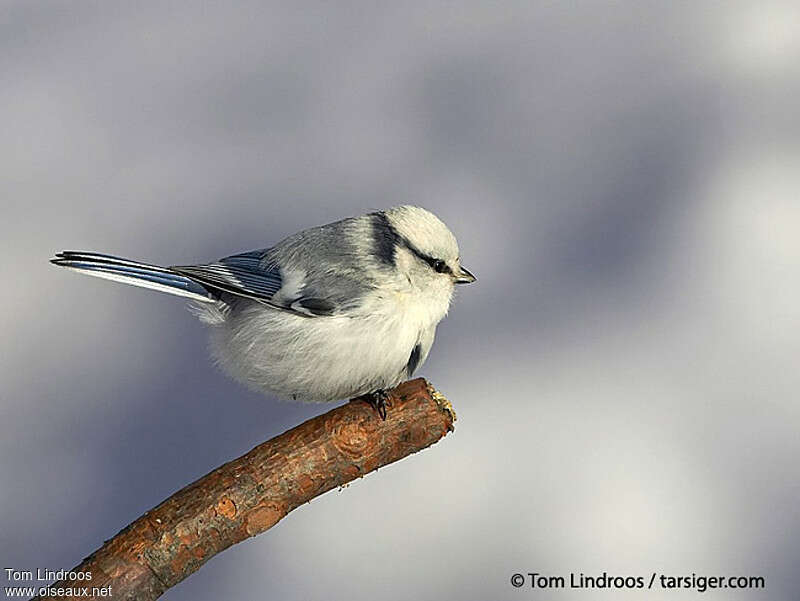 Mésange azuréeadulte, identification