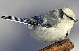 Azure Tit