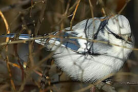 Azure Tit