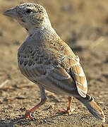 Black-crowned Sparrow-Lark