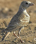 Black-crowned Sparrow-Lark