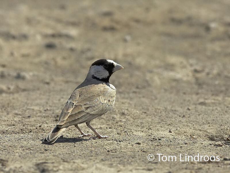 Black-crowned Sparrow-Lark male