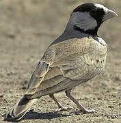 Black-crowned Sparrow-Lark