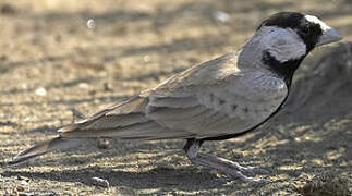 Black-crowned Sparrow-Lark