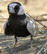 Black-crowned Sparrow-Lark