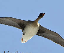 Taiga Bean Goose