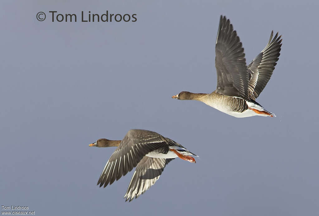 Taiga Bean Goose, Flight