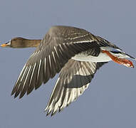 Taiga Bean Goose