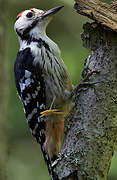 White-backed Woodpecker