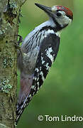 White-backed Woodpecker