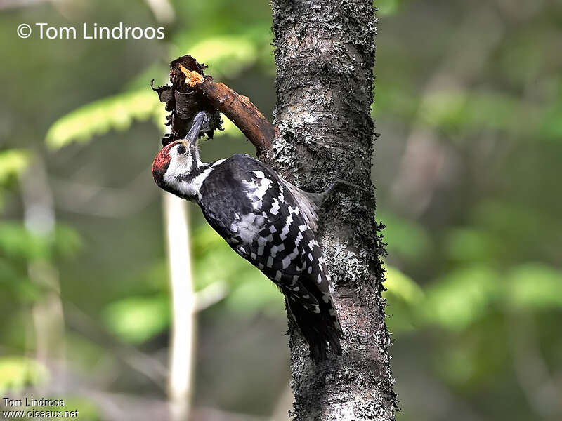 White-backed Woodpecker male, identification