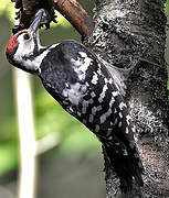 White-backed Woodpecker