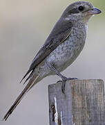 Isabelline Shrike