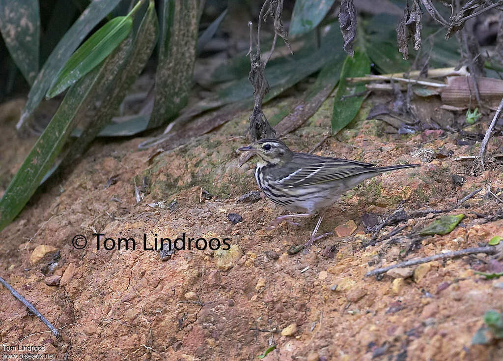 Pipit à dos olive