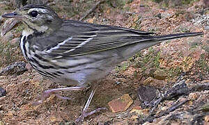 Olive-backed Pipit