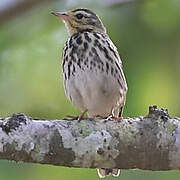 Olive-backed Pipit