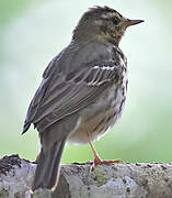 Olive-backed Pipit