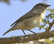 Plain Leaf Warbler