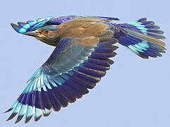 Indian Roller