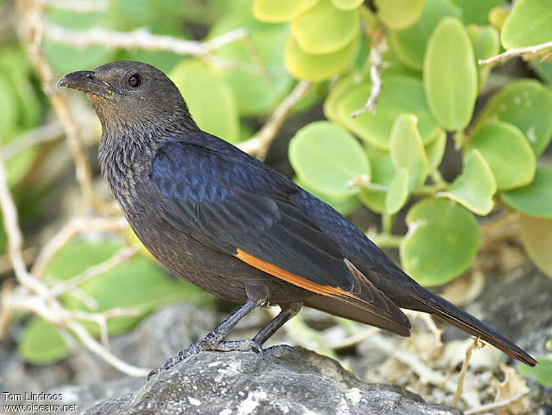 Tristram's Starling female adult, identification