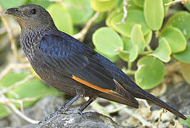 Tristram's Starling