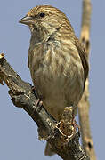 Yemen Serin