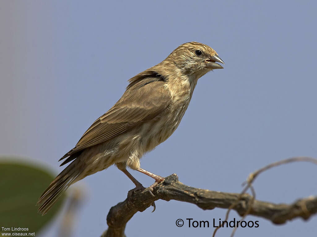 Yemen Serin, identification