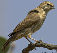 Serin du Yémen